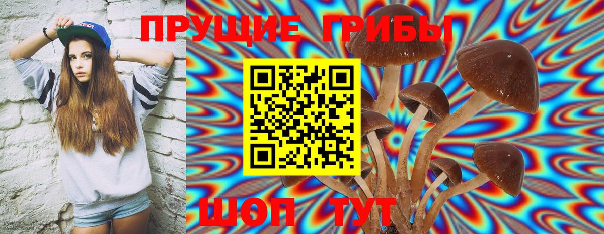 Псилоцибиновые грибы Psilocybine cubensis Кисловодск